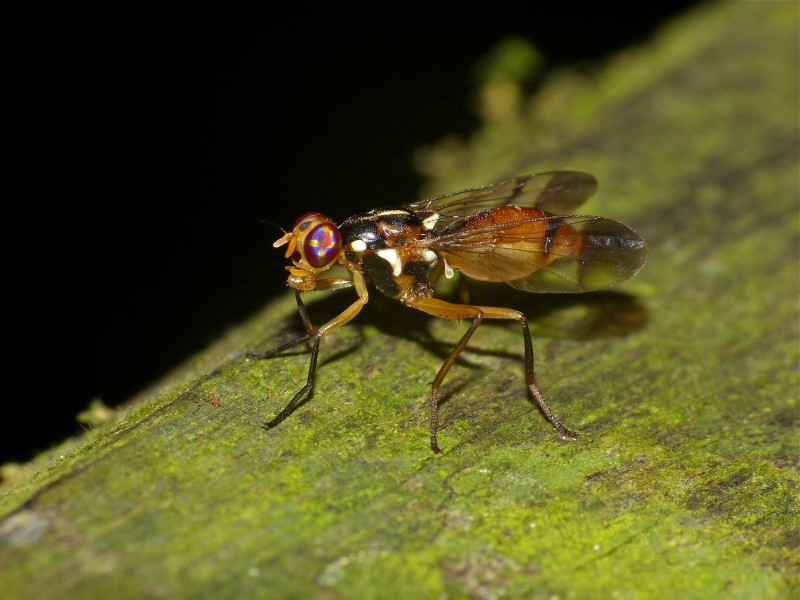 Fruit Fly (Adrama determinata) (15456314129)