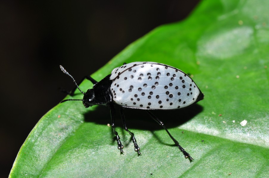 Fungus beetle (9530399360)