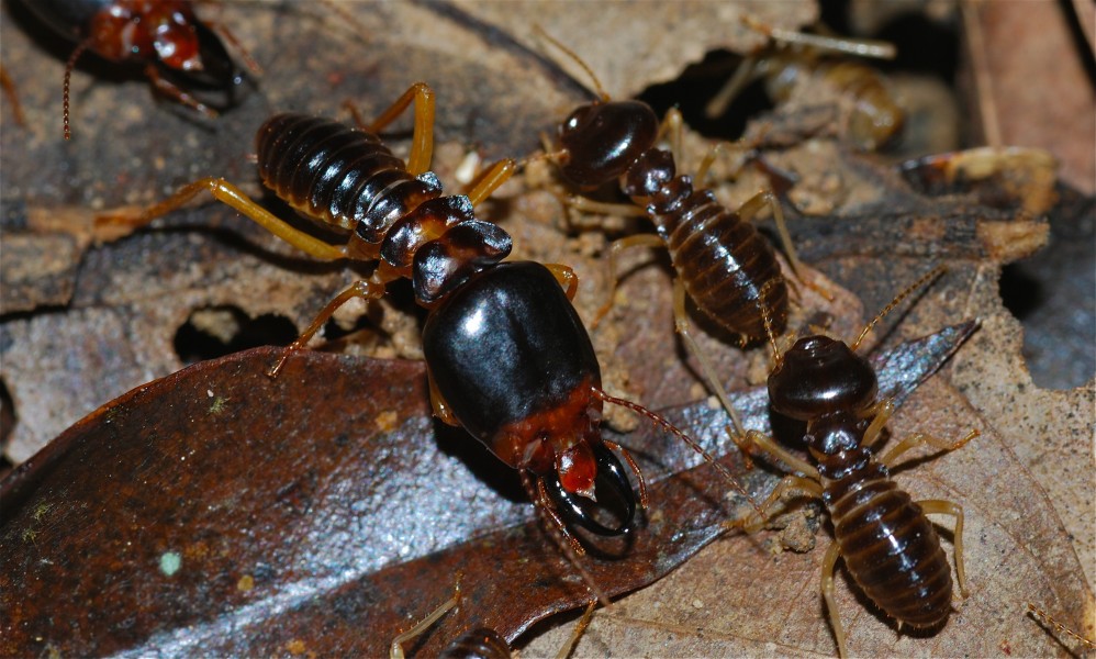 Fungus-growing Termites (Macrotermes carbonarius) (8683915274)