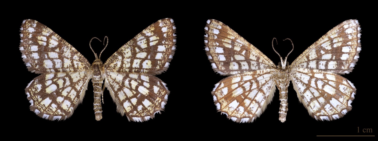 Géomètre à barreaux MHNT