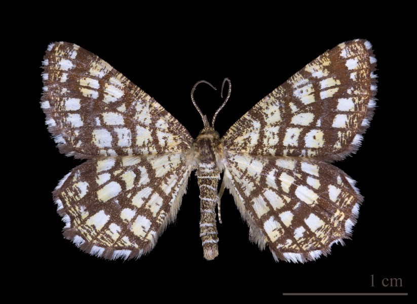 Géomètre à barreaux MHNT dos