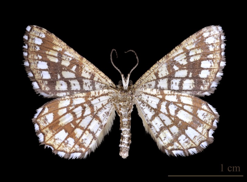 Géomètre à barreaux MHNT ventre