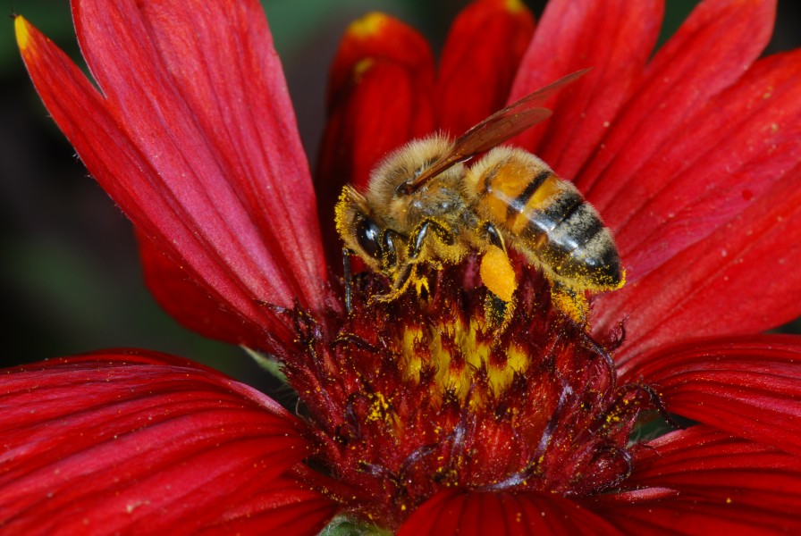 Gaillardia sp. 01 Pengo