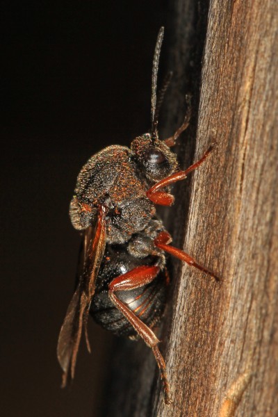 Gall Wasp - Cynipidae family, Leesylvania State Park, Woodbridge, Virginia