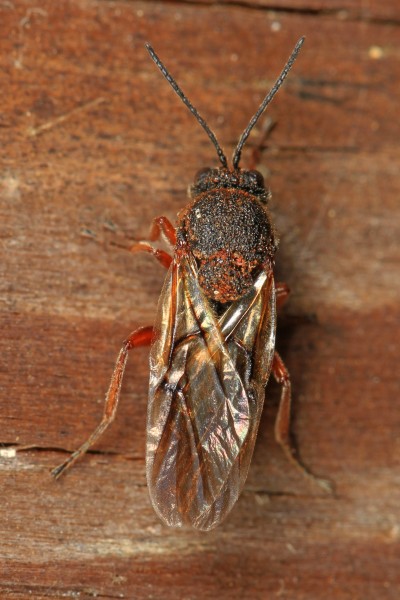 Gall Wasp - Cynipidae family, Leesylvania State Park, Woodbridge, Virginia - 16622026787