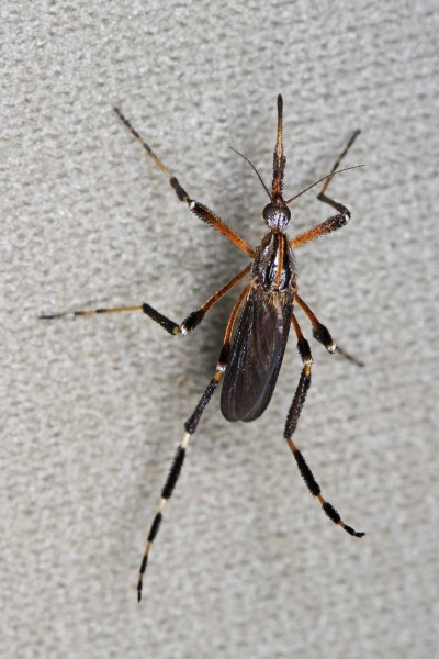 Gallinipper - Psorophora ciliata, Carolina Sandhills National Wildlife Refuge, McBee, South Carolina
