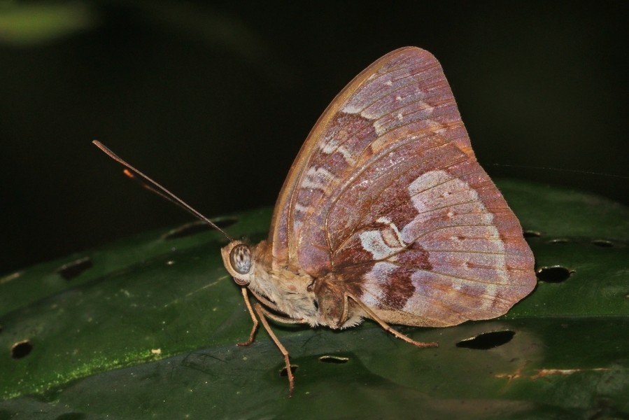 Gambia nymph (Euriphene gambiae vera) male underside