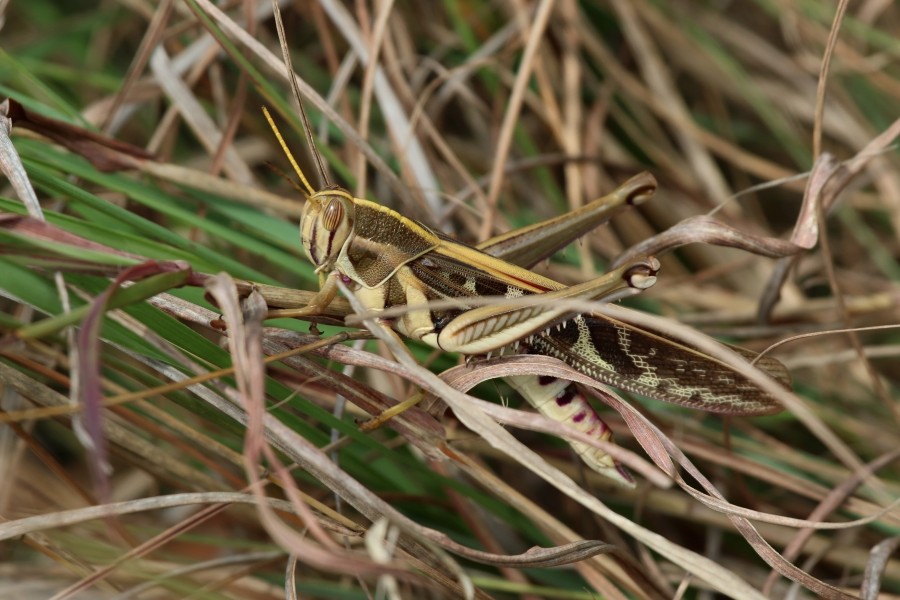 Garden locust (Acanthacris ruficornis ruficornis)