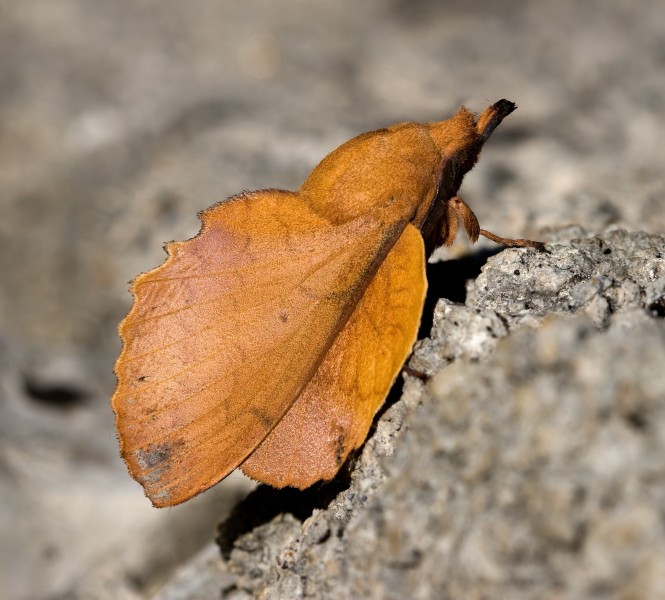 Gastropacha quercifolia 1(loz)