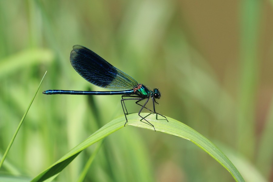Gebänderte Prachtlibelle Calopteryx splendens 5844