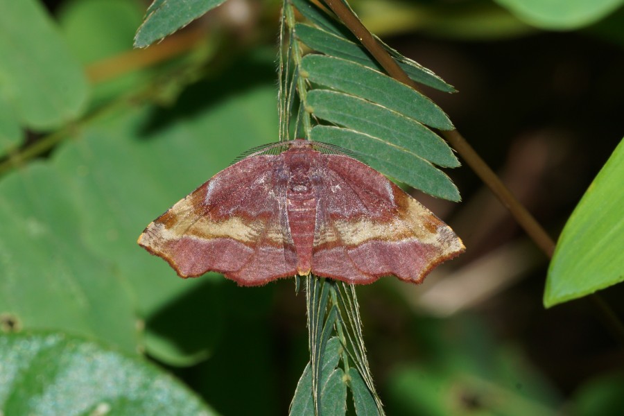 Geometridae Moth 06240