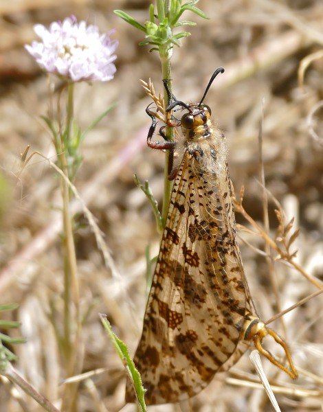 Giant Antlion (Palpares libelluloides) male (35767389096)