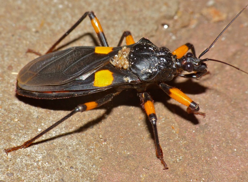 Giant Assassin Bug (Platymeris guttatipennis) (11838791835)