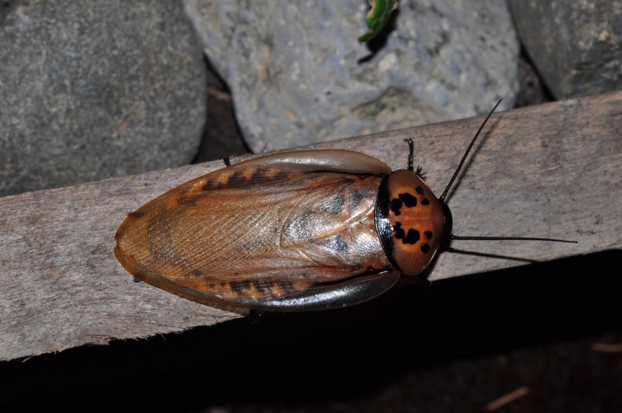 Giant cockroach Eublaberus distanti (9402955026)
