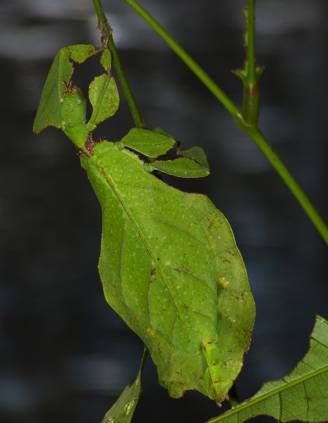 Giant Leaf Insect (Phyllium giganteum) (8758250810)