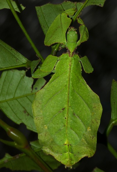 Giant Leaf Insect (Phyllium giganteum) (8758278704)