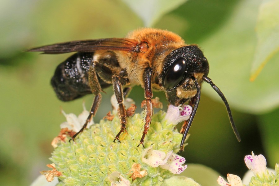 Giant Resin Bee - Megachile sculpturalis, Meadowood Farm SRMA, Mason Neck, Virginia