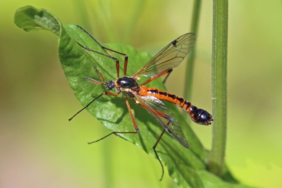 Giant sabre comb cranefly (Tanyptera atrata) male
