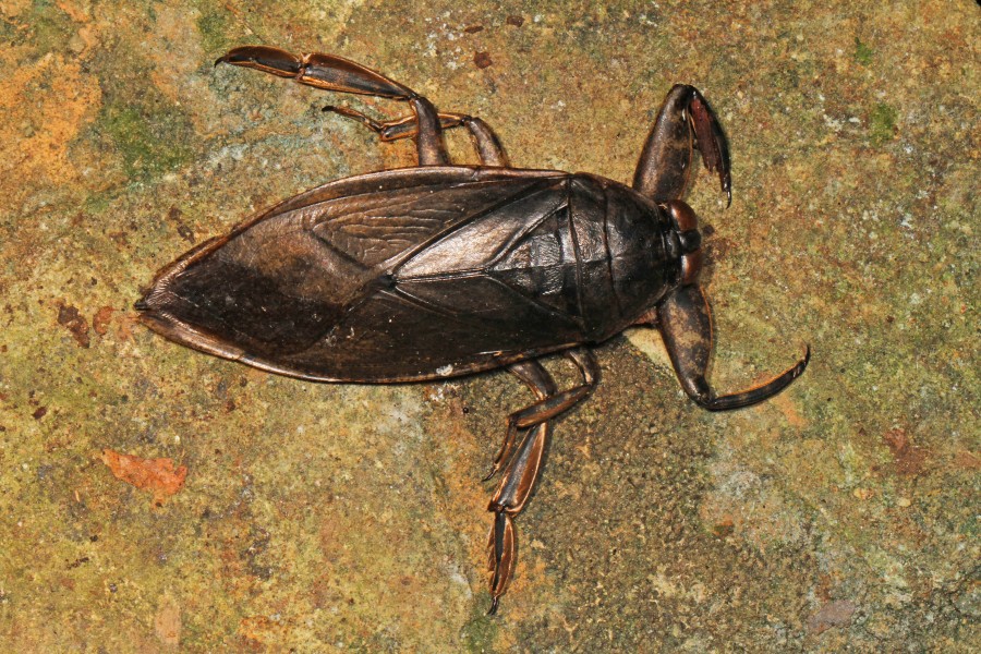 Giant Water Bug - Lethocerus species, Caves Branch Jungle Lodge, Armenia, Belize