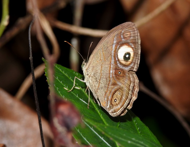 Gladeye Bushbrown Mycalesis patnia by Dr. Raju Kasambe DSCN7927 (16)