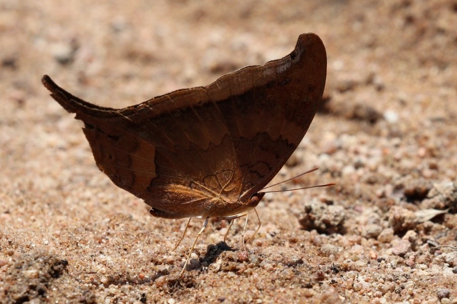 Glossy daggerwing (Marpesia furcula) underside