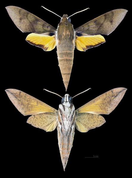 Gnathothlibus eras MHNT CUT 2010 0 139 Sulawesi