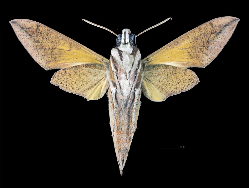 Gnathothlibus eras MHNT CUT 2010 0 139 Sulawesi ventral