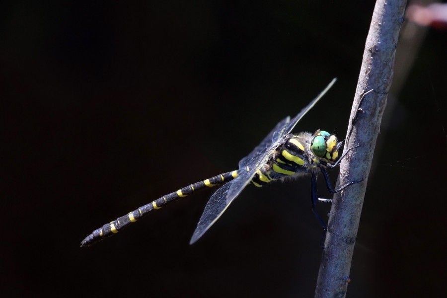 Golden-ringed dragonfly (Cordulegaster boltonii) male