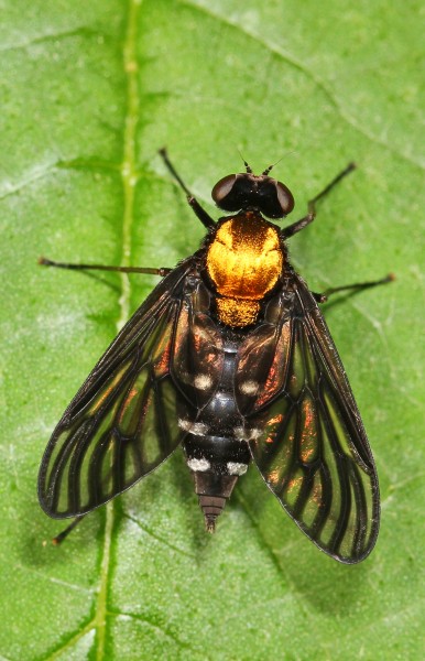 Golden-backed Snipe Fly - Chrysopilus thoracicus, Leesylvania State Park, Woodbridge, Virginia - 14377332718