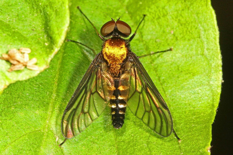 Golden-backed Snipe Fly - Chrysopilus thoracicus, Meadowwood Farm SRMA, Mason Neck, Virginia