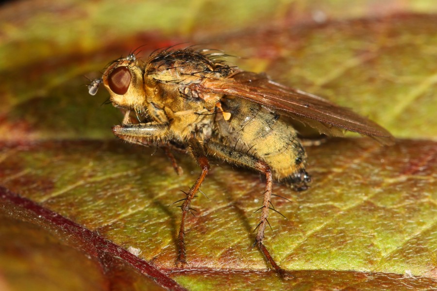 Golden Dung Fly - Scathophaga stercoraria, Prince William Forest Park, Triangle, Virginia