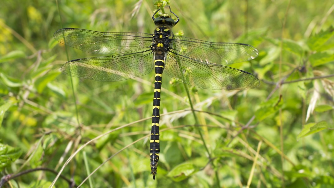 Golden Ringed Dragonfly (9333368873)