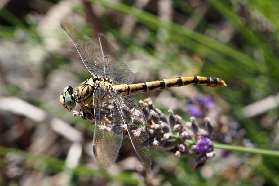 Gomphus vulgatissimus on lavender