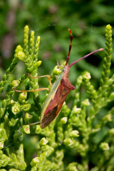 Gonocerus insidiator - 01