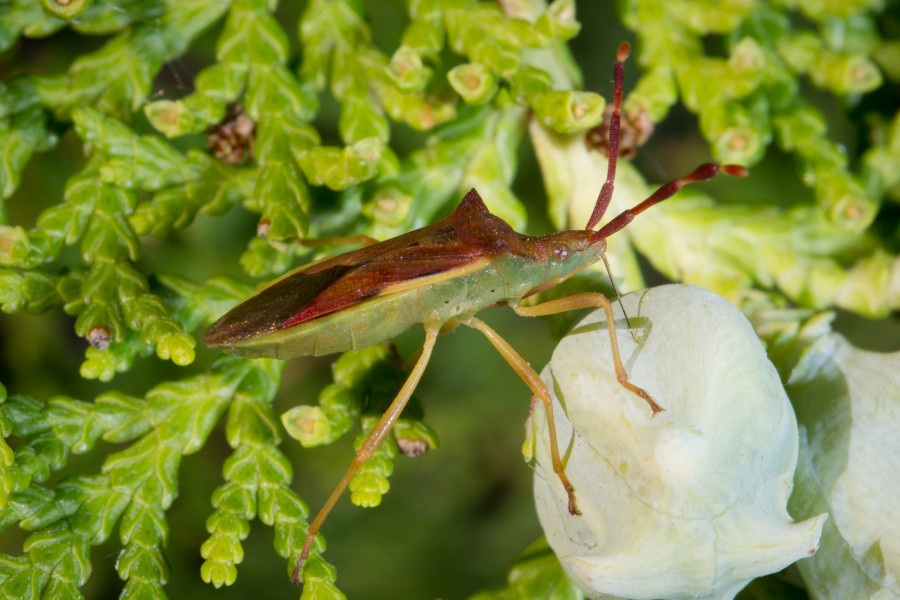 Gonocerus insidiator - 04