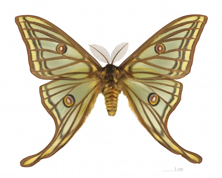 Graellsia isabellae MHNT male dos