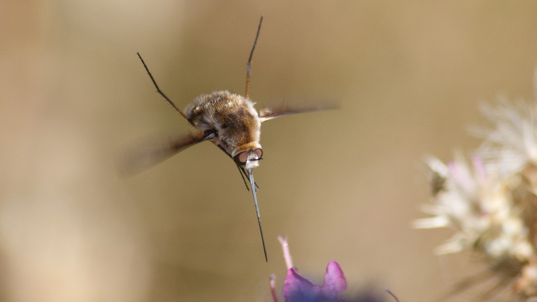 Grand Bombyle (18038201930)