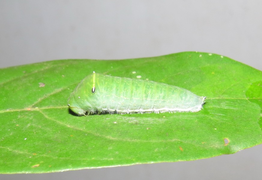 Graphium teredon Felder & Felder, 1864 – Narrow-banded Bluebottle caterpillar at Peravoor (11)