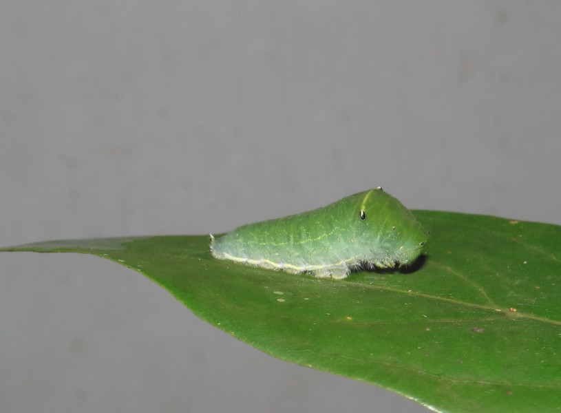 Graphium teredon Felder & Felder, 1864 – Narrow-banded Bluebottle caterpillar at Peravoor (12)
