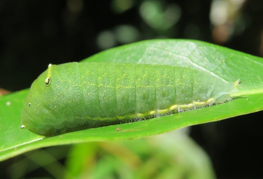 Graphium teredon Felder & Felder, 1864 – Narrow-banded Bluebottle caterpillar at Peravoor (29)