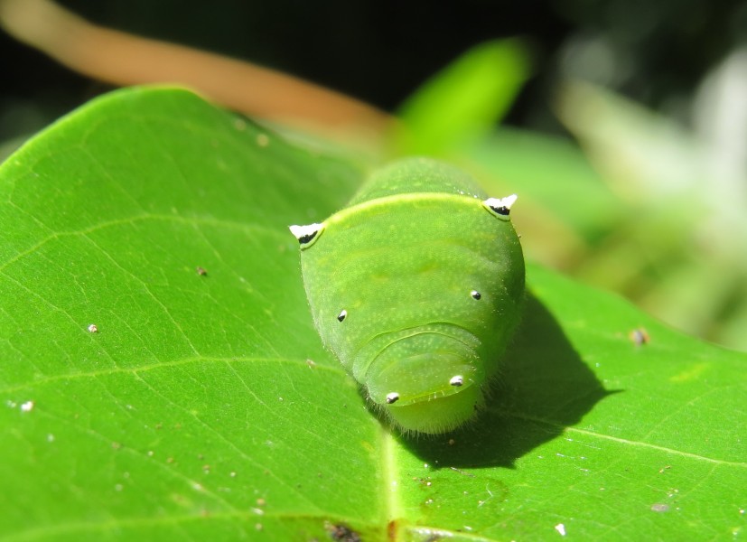 Graphium teredon Felder & Felder, 1864 – Narrow-banded Bluebottle caterpillar at Peravoor (33)