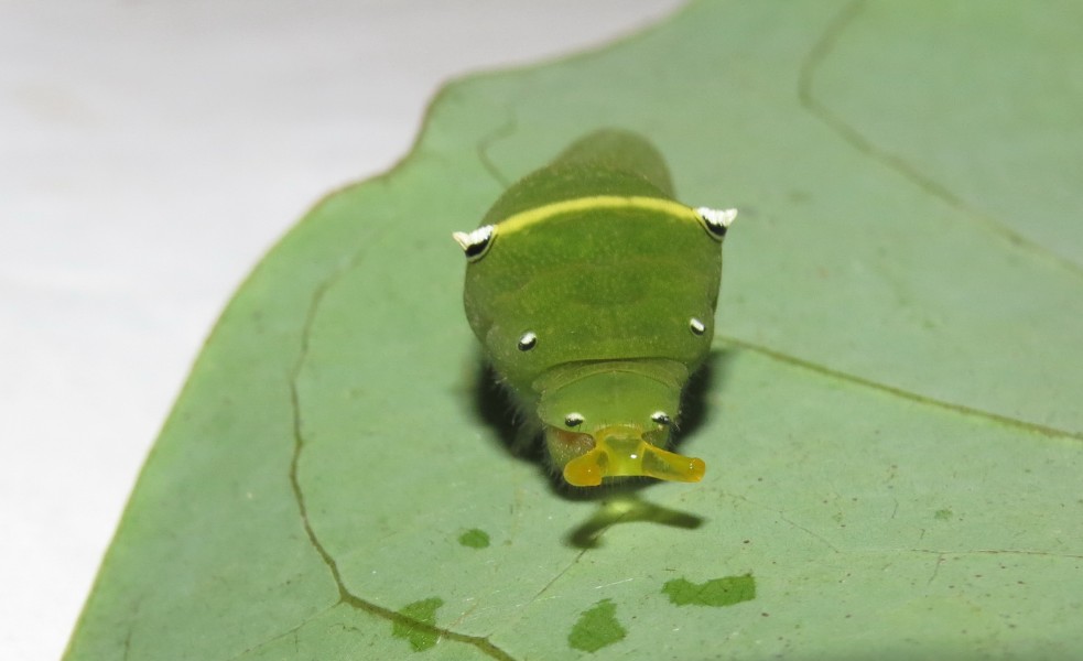 Graphium teredon Felder & Felder, 1864 – Narrow-banded Bluebottle caterpillar at Peravoor (61)