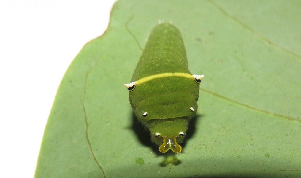 Graphium teredon Felder & Felder, 1864 – Narrow-banded Bluebottle caterpillar at Peravoor (66)