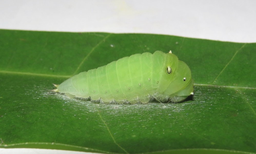 Graphium teredon Felder & Felder, 1864 – Narrow-banded Bluebottle caterpillar at Peravoor (73)