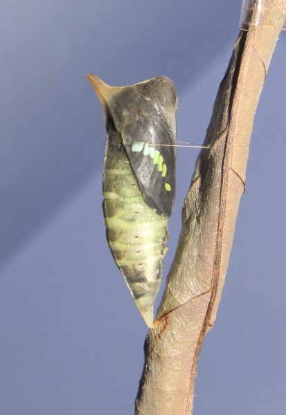 Graphium teredon Felder & Felder, 1864 – Narrow-banded Bluebottle pupa at Peravoor (3)
