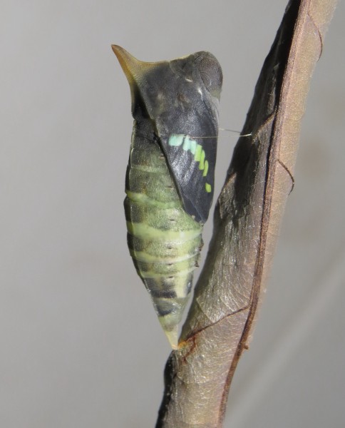 Graphium teredon Felder & Felder, 1864 – Narrow-banded Bluebottle pupa at Peravoor (8)
