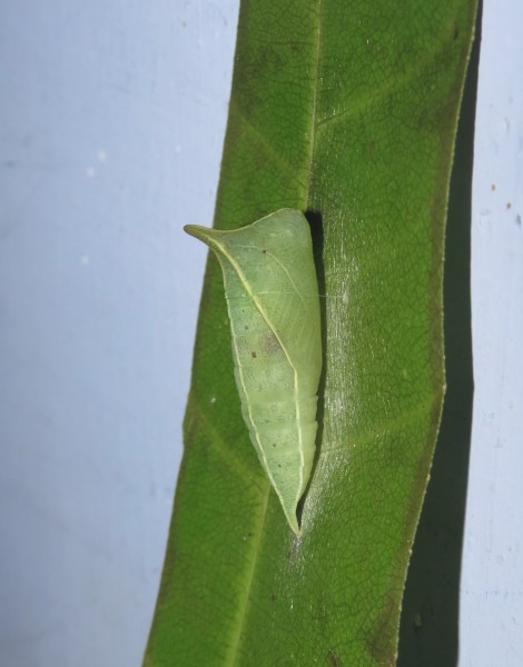 Graphium teredon Felder & Felder, 1864 – Narrow-banded Bluebottle pupa at Peravoor (9)