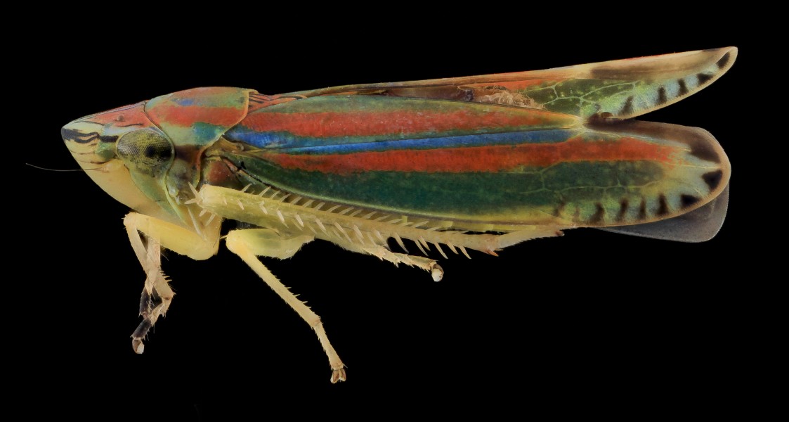 Graphocephala versuta, side2, Upper Marlboro 2013-10-09-07.42.29 ZS PMax