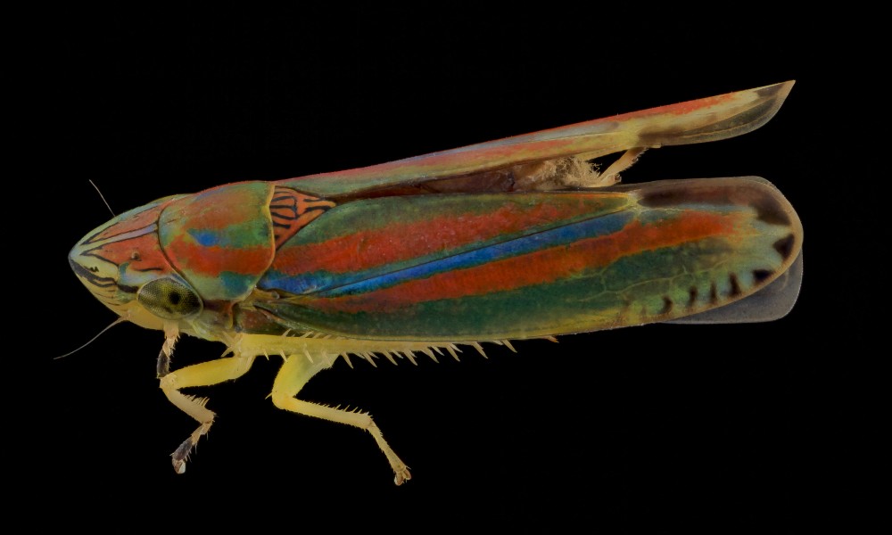 Graphocephala versuta, side, Upper Marlboro 2013-10-08-23.43.11 ZS PMax