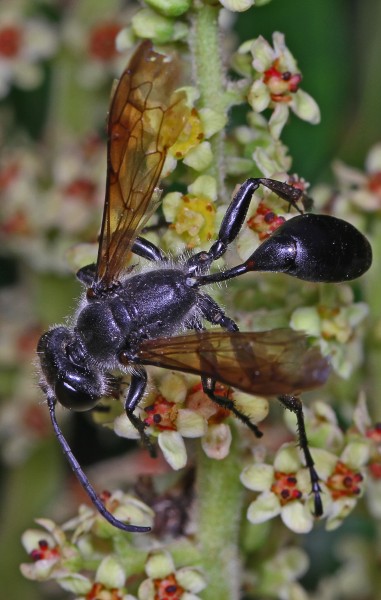 Grass Carrier Wasp - Isodontia species, Springfield Forest Park, Springfield, Virginia